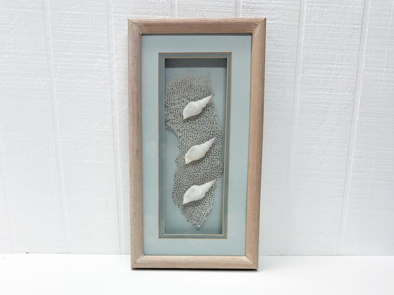 Framed Riviera Originals seashell and sea fan shadow box